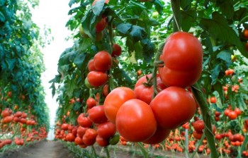 Трованзо, прунус, органза и хибачи — четыре сорта томатов будет выращиватьрезидент ТОСЭР «Череповец» — тепличный комплекс «Новый». — Редакция газеты«Новая жизнь»